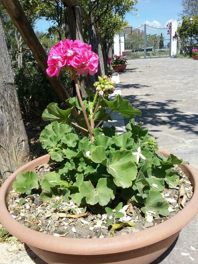 Country House L'Ippocastano Altavilla Silentina Екстериор снимка
